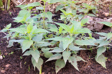 Some nettles growing in garden