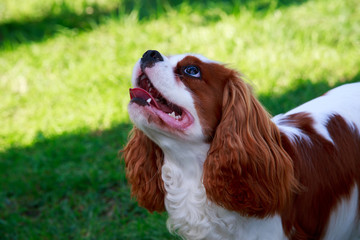 Cavalier King Charles Spaniel