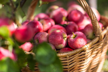 Harvest of the apples in the basket in early morning in the garden, agriculture and food concept