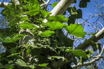 Green ivy Hedera helix leaves, crawling up the white walnut tree. Sunny day. Nature concept for design