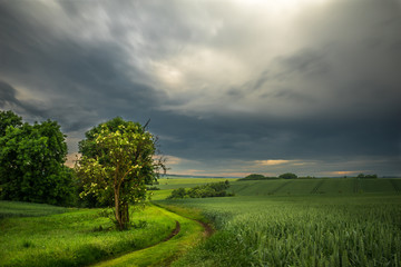Einsamer Baum in den Feldern