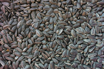 seeds of harvested sunflower as background