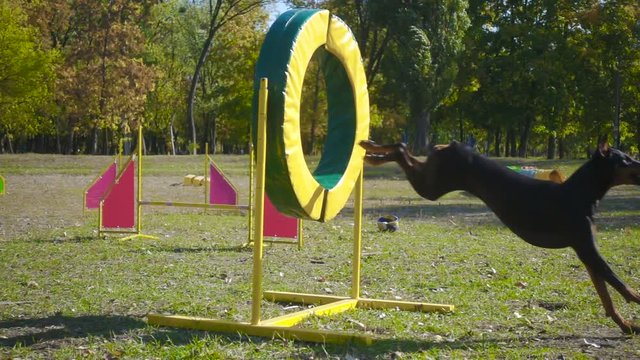 Doberman jumping at ring on agility training