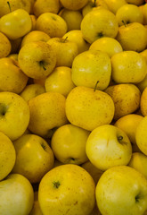 Fresh, tasty, juicy, yellow apples in a box