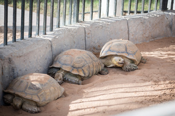 Portrait of Giant Tortise in the Park