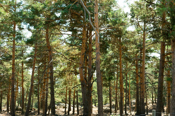 trees in the mediterranean forest in autumn