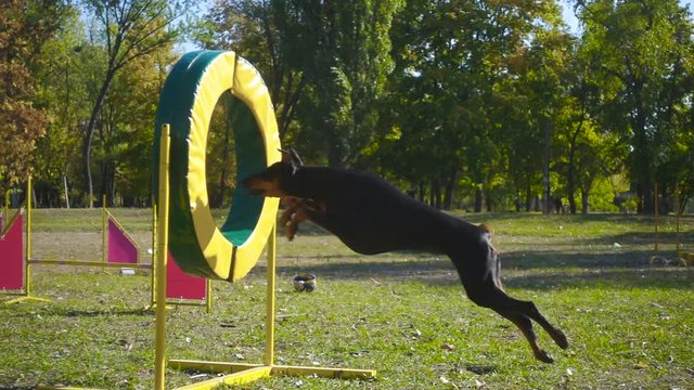 Doberman jumping at ring on agility training