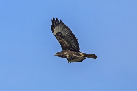 Flying  Common buzzard (Buteo buteo)