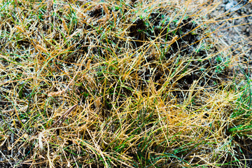 grass texture in the foreground in the forest in the mountain