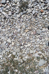 Plant on pebble stone at the beach background vertical
