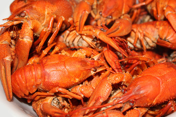 Boiled crayfish close up