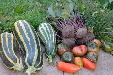Courgettes, tomates et betteraves bio du jardin