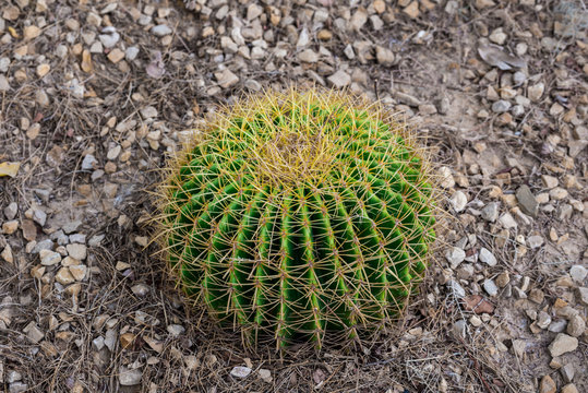 Close up of a round green cactaceae (Echinocactus grusonii Hildm)