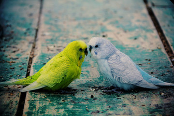 Pericos australianos