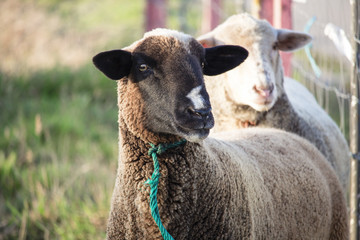 Brown sheep with dark face and white spot in nose looking directly at camera with face slightly sideways. Serious sheep.