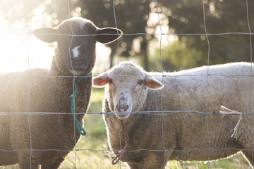 Brown sheep and dirty white sheep next to each other, behind chain link mesh, staring directly into camera in bright day
