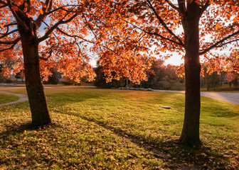 Naklejka na ściany i meble Tree full of fall colors in a public park gothenburg sweden