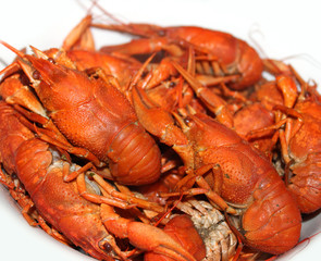 Boiled crayfish on a white background