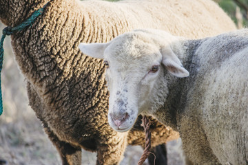 Close up of dirty white sheep face looking directly into camera. Sweet looking cute sheep.