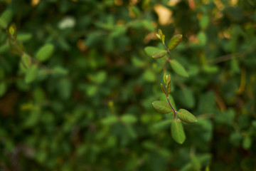 green leaf leaves background green wall blur