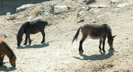 horses grazing in the meadow of a mountain in spain