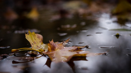 Herbstblätter im Regen
