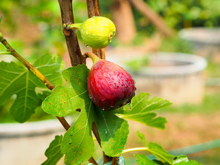 Obraz premium Raw and ripe Brown Turkey fig hanging on tree with freshness vibe.