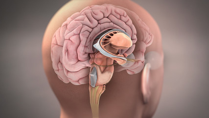 Anatomy of Sagittal Section of Human Brain - obrazy, fototapety, plakaty