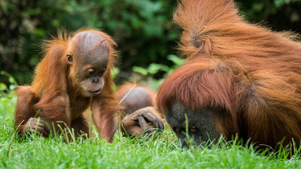 Zuschauen und Lernen 