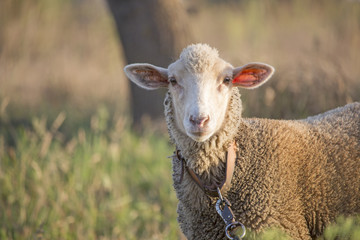 Naklejka premium Close-up of curious white ewe on leash looking directly at camera. Cute sheep with friendly face. Shallow depth of field