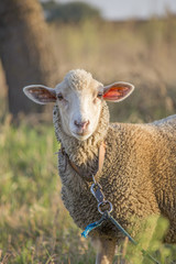 Close-up of cute white ewe on leash looking directly at camera. Curious sheep with friendly face. Shallow depth of field