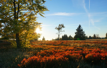 Sonnenuntergang in der Heide