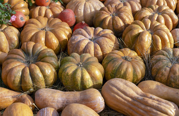 Autumn composition with different types of pumpkins.