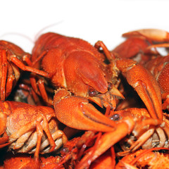Boiled crayfish on a white background