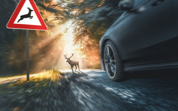 Wild &uuml;berquert Fahrbahn