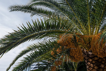 Palm tree against blue sky.