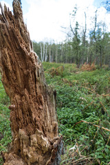 beautiful nature in central europe