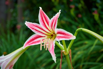 Lilium, Marimurtra Botanical garden in Blanes, Catalonia.
