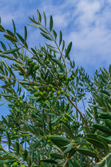 Green olives on olive branches, against a blue sky