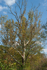River Birch in Fall