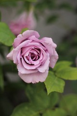 violet rose