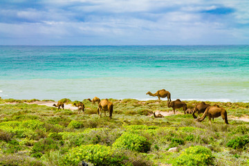 A herd of camels in a pasture on the shores of the Atlantic Ocean. Africa Morocco Agadir