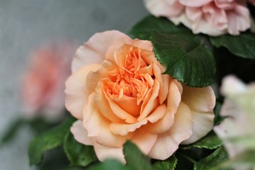 orange rose