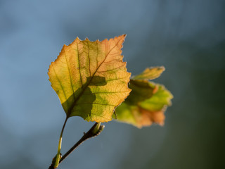 Green and yellow leaves on a branch in the sunlight. Leaves closeup.