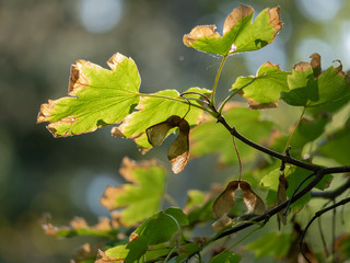 Autumn maple leaves on a branch in the sunlight. Maple leaf closeup.