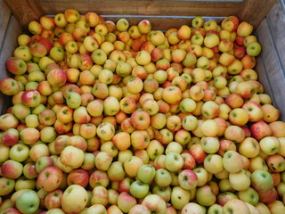 Pommes jaunes bio ,du marche automnal du jardin 
