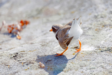 Common ringed plover bird (latin: Charadrius hiaticula) pretending to be injured to lead the enemy away from the chick