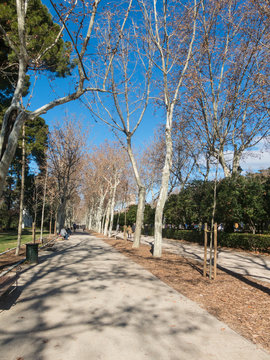 Path inside the Retiro Park in Madrid. The Buen Retiro Park is a historic garden and public park