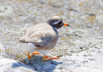 Closeup of baby Common ringed plover bird (latin: Charadrius hiaticula) walking on a rock