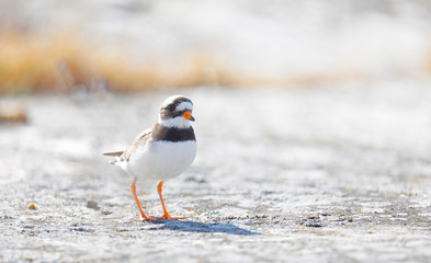 Common ringed plover bird (latin: Charadrius hiaticula) in morning light walking on a rock